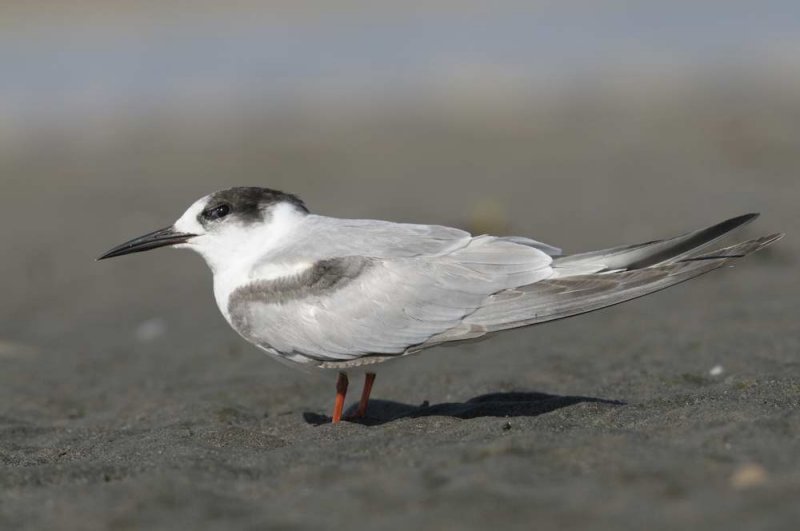 Common Tern