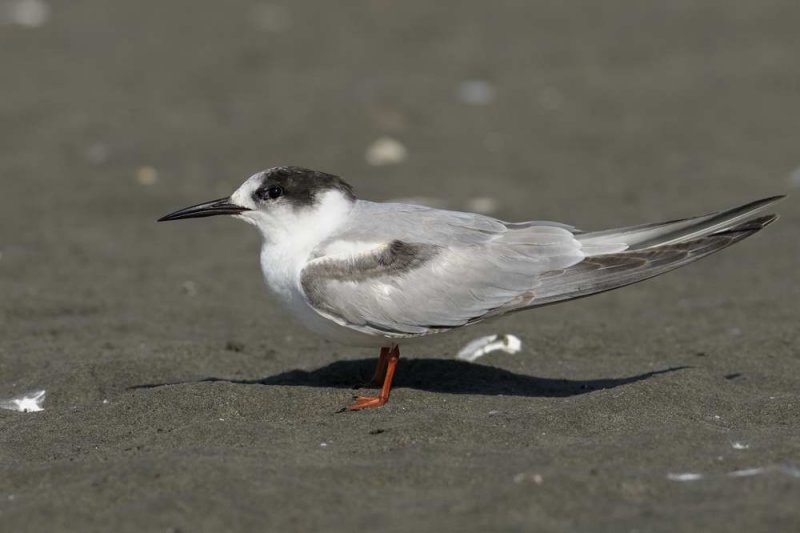 Tern,Common 