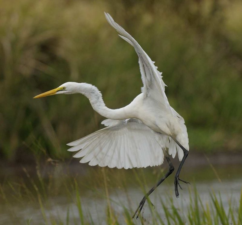 Great  Egret   Gambia