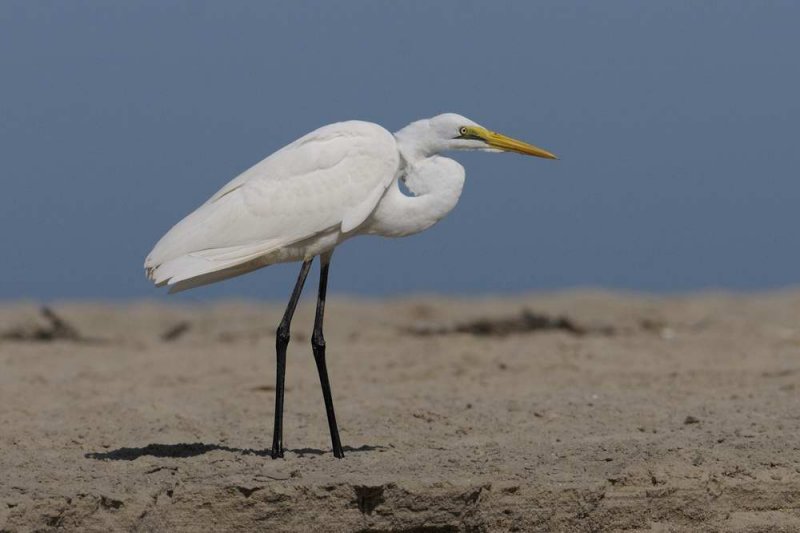 Great  Egret   Gambia