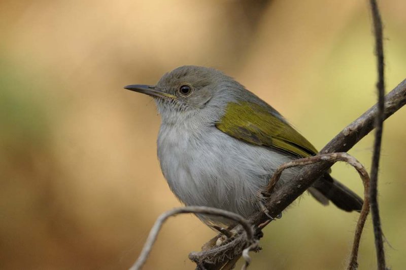 Grey-backed Camaroptera    Gambia