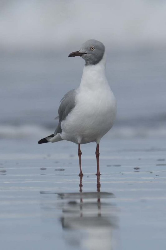 Grey Headed Gull   Gambia