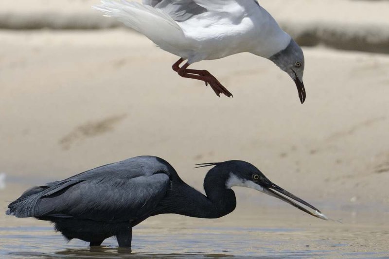 Grey Headed Gull   Gambia