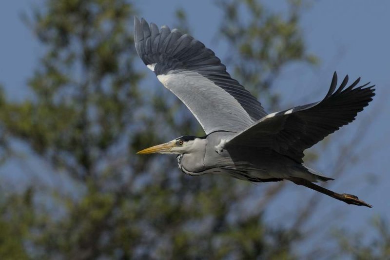 Grey Heron  Gambia