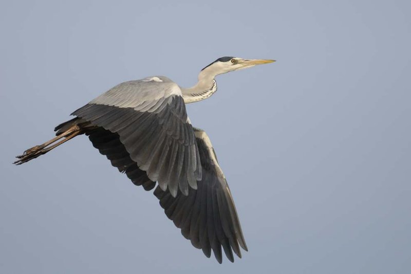 Grey Heron  Gambia