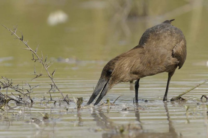 Hammerkop Gambia
