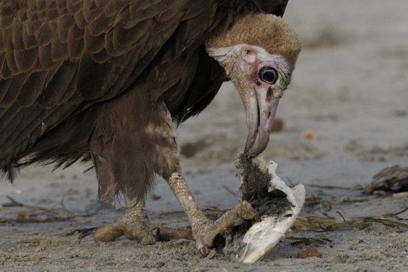Hooded Vulture  Gambia