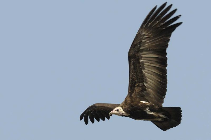 Hooded Vulture  Gambia