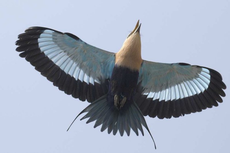 Blue Bellied Roller  Gambia