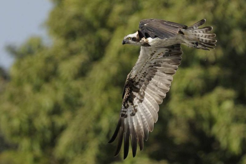 Osprey   Gambia