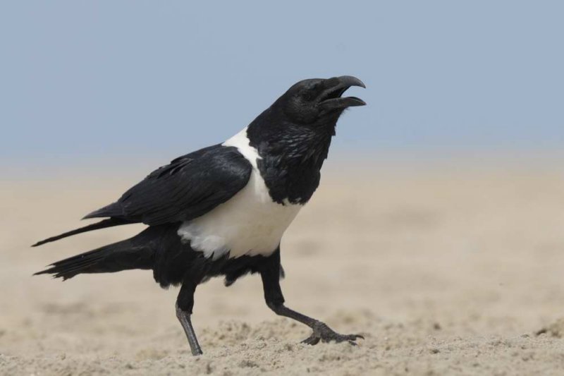 Pied Crow   Gambia