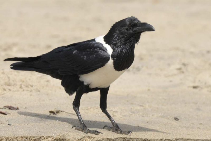 Pied Crow   Gambia