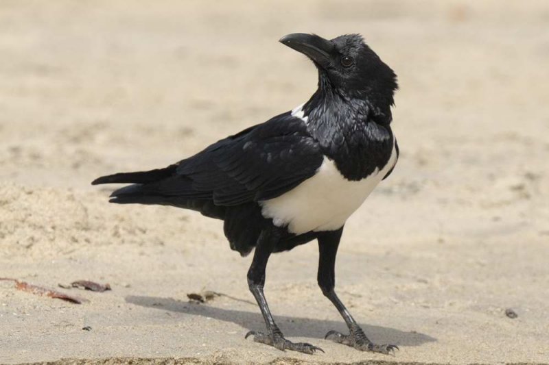 Pied Crow   Gambia