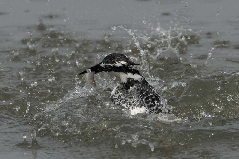 Pied Kingfisher Gambia
