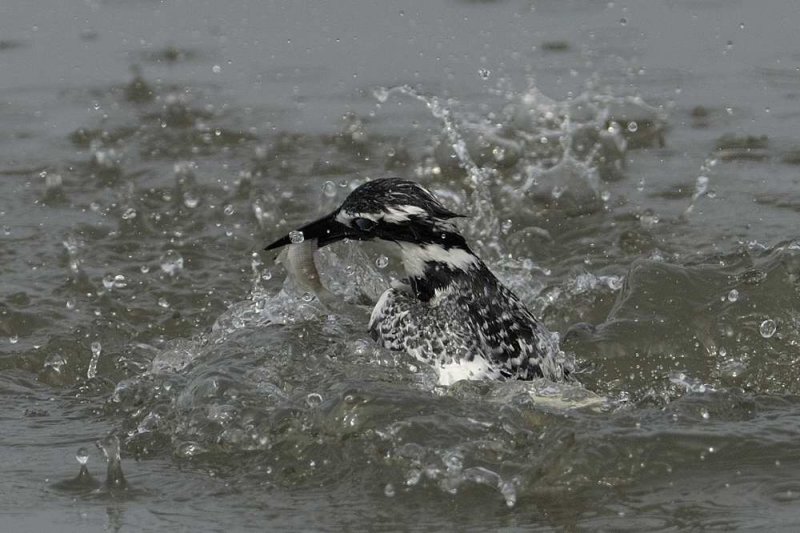 Pied Kingfisher  Gambia