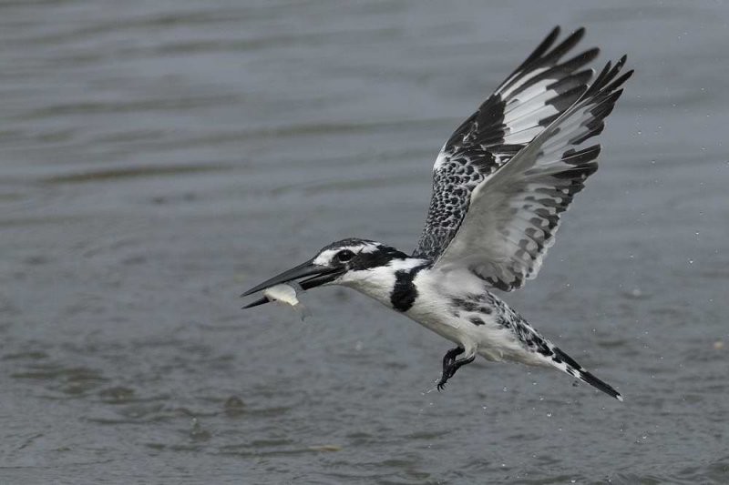 Pied Kingfisher  Gambia