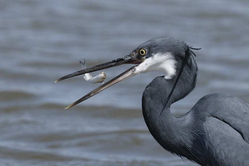 Western Reef Egret  Gambia