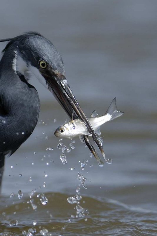 Western Reef Egret  Gambia