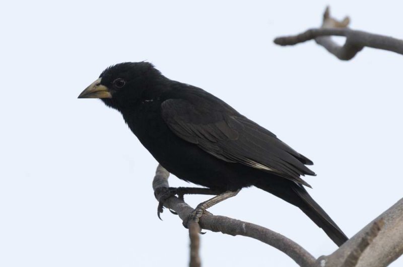White Billed Buffalo-Weaver Gambia