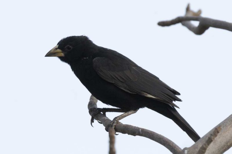 White Billed Buffalo-Weaver  Gambia