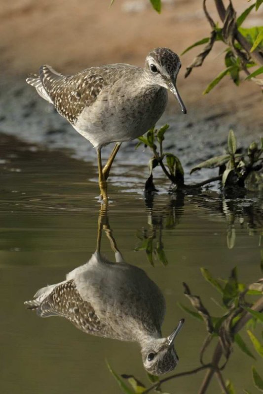 Wood Sandpiper  Gambia