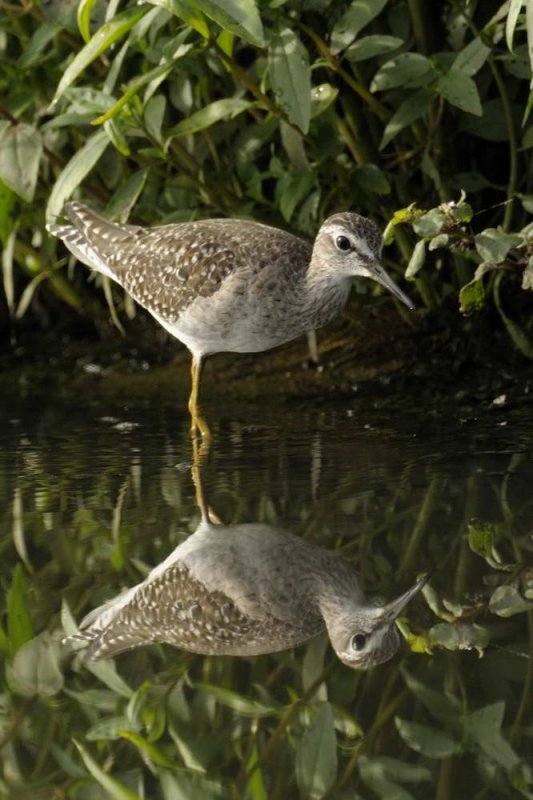 Wood Sandpiper  Gambia