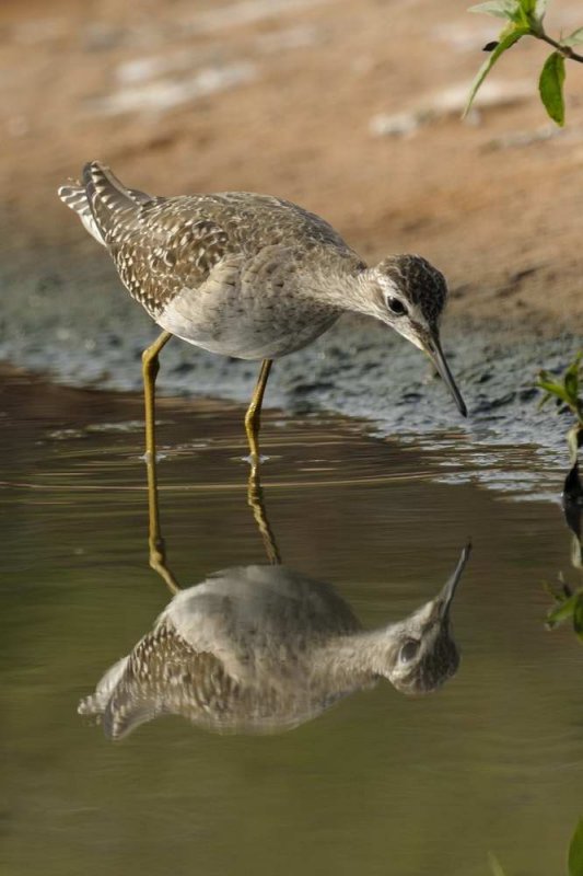 Wood Sandpiper  Gambia