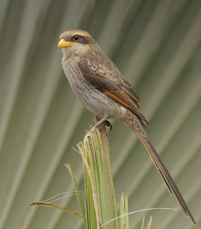 Yellow-billed Shrike    Gambia