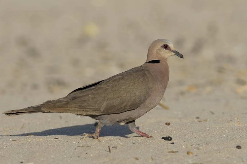 Red-eyed Dove   Gambia