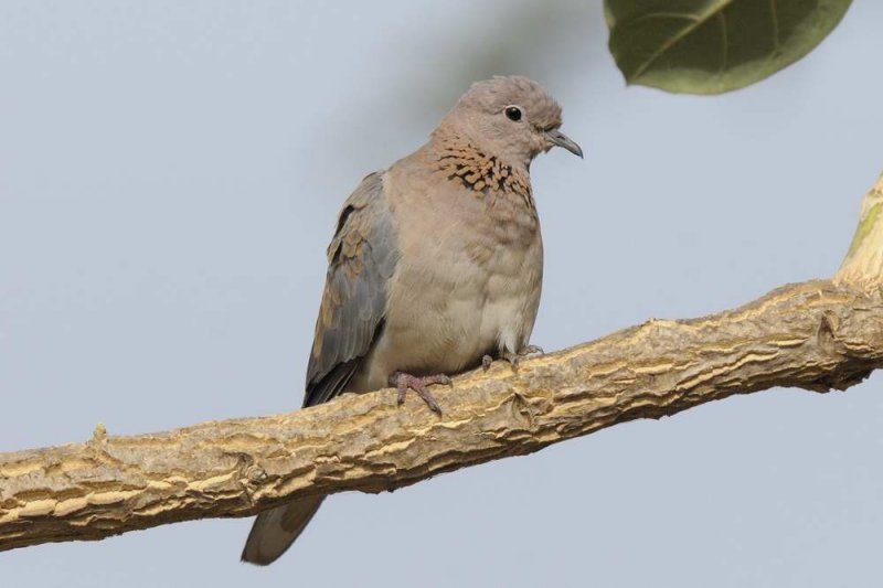 Laughing Dove  Gambia