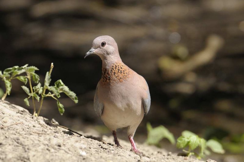 Laughing Dove  Gambia