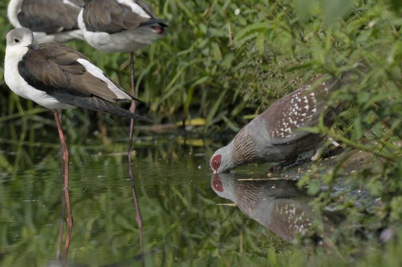 Speckled Pigeon Gambia