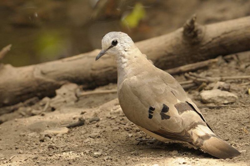 Black-billed Wood Dove  Gambia