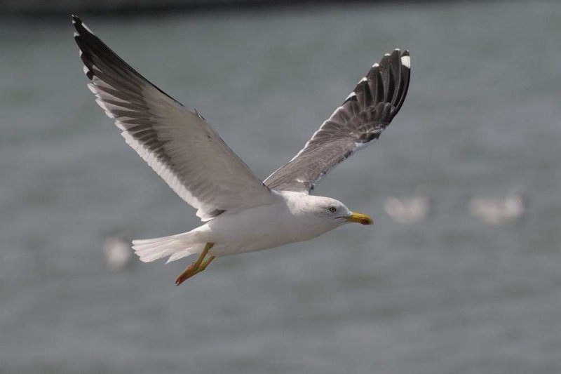 Lesser Black Backed Gull  Gambia