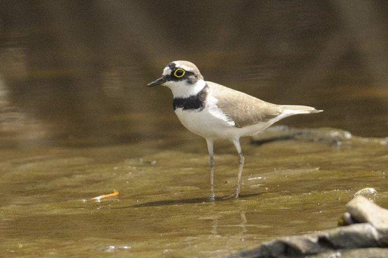 Little Ringed Plover  Gambia