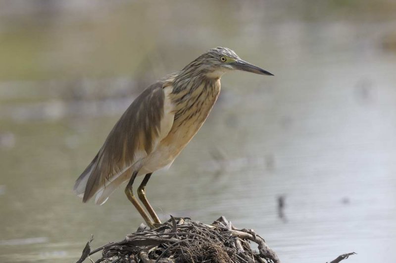 Squacco Heron  Gambia