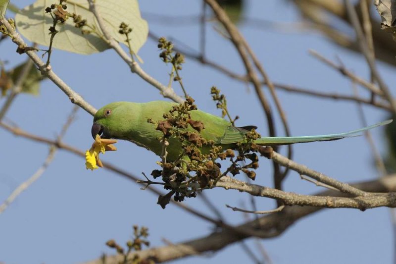 Rose-ringed Parakeet    Gambia