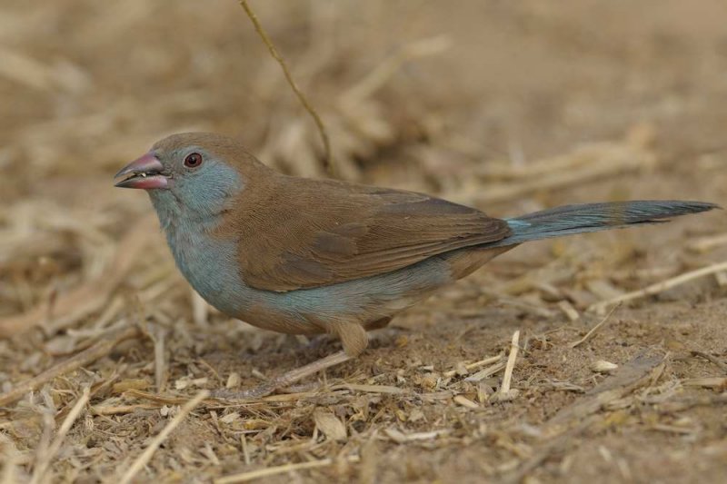 Red-cheeked Cordon Bleu   Gambia