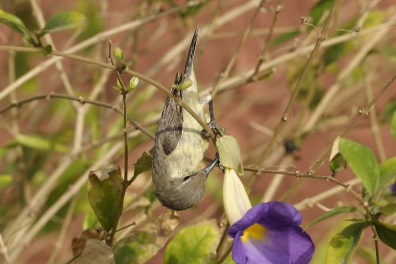 Sunbird,Olive-bellied 