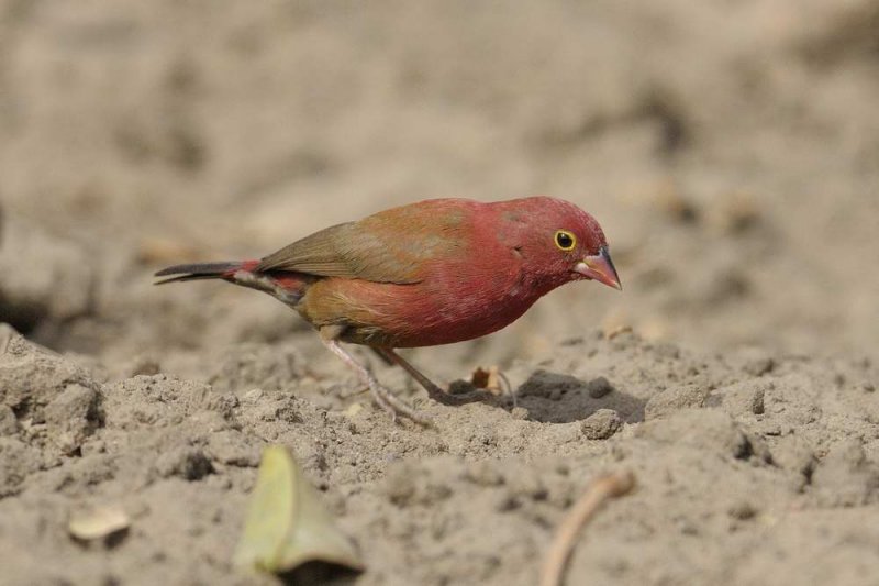 Red-billed Firefinch   Gambia