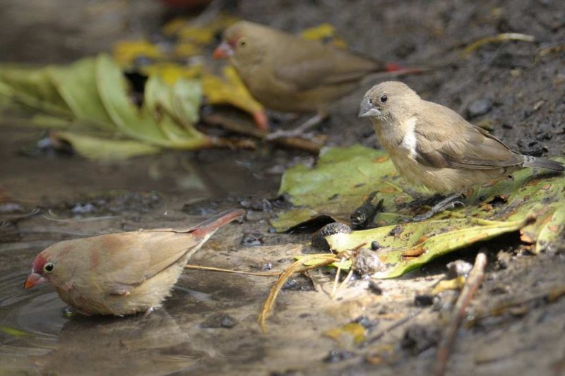 Red-billed Firefinch   Gambia