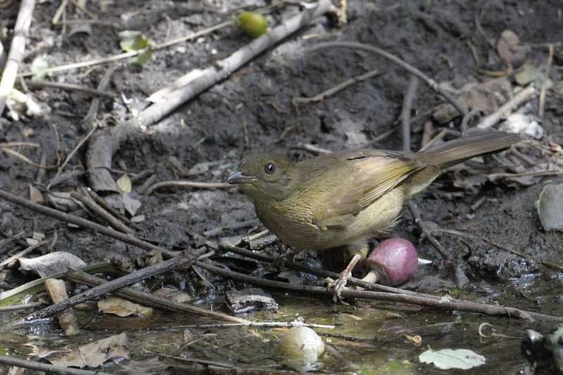 Little Greenbul  Gambia