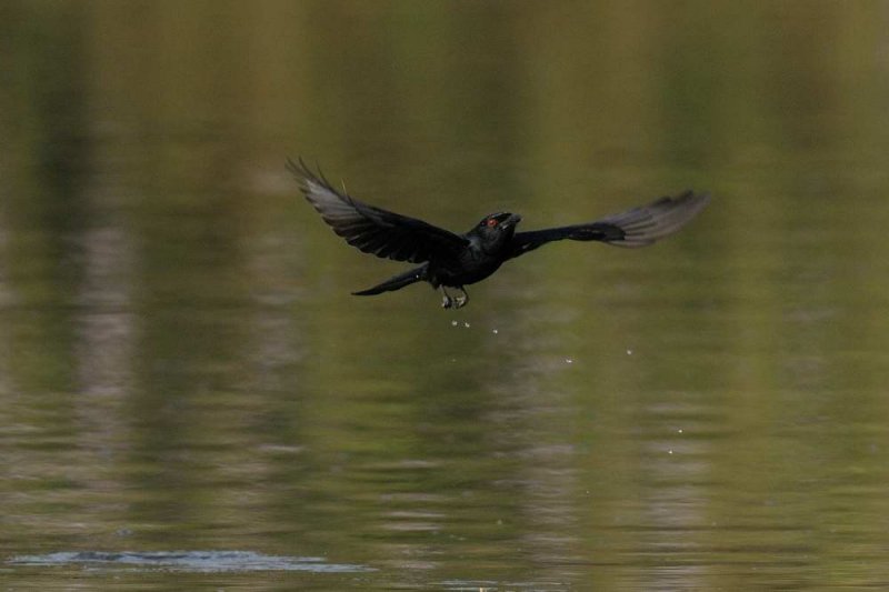 Fork Tailed Drongo    Gambia