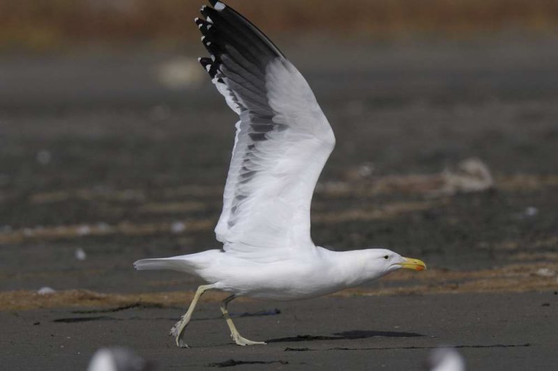 Kelp Gull Gambia