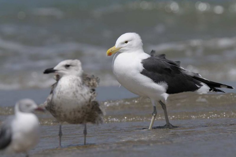 Kelp Gull Gambia