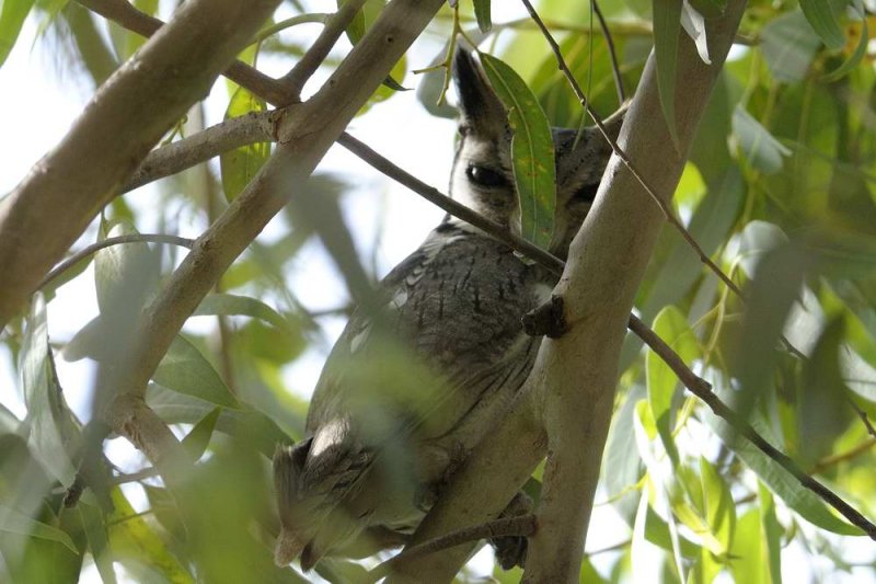 White Faced Scops Owl  Gambia