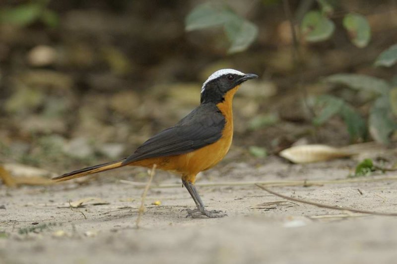 White-crowned Robin-Chat   Gambia