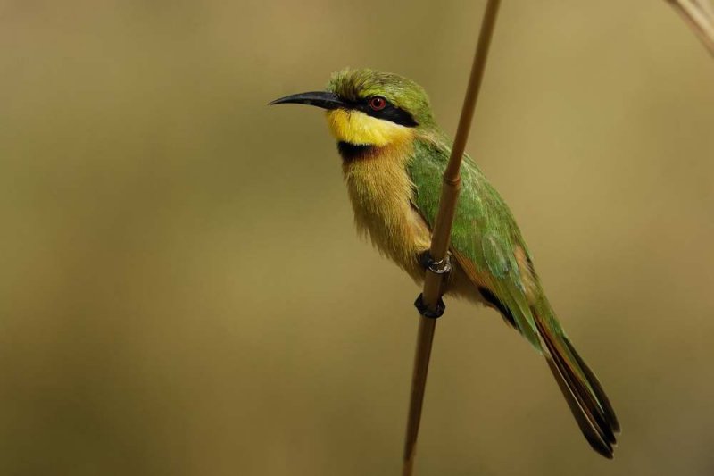 Little Bee-eater  Gambia