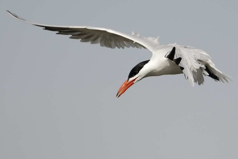 Caspian Tern  Gambia