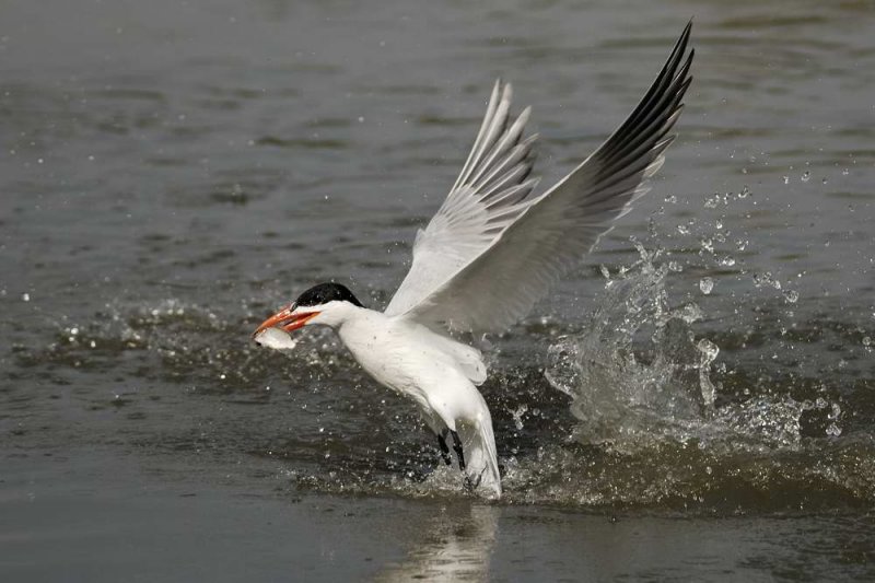 Caspian Tern  Gambia